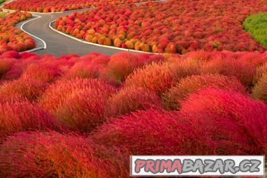 Kochia scoparia pink - semena 25 ks – fotografie 3