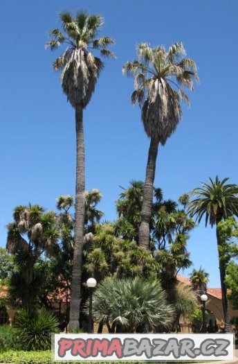 Palma Washingtonia filifera - semena 5 ks – fotografie 1