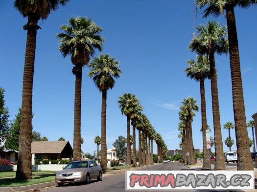 Palma Washingtonia filifera - semena 5 ks – fotografie 2
