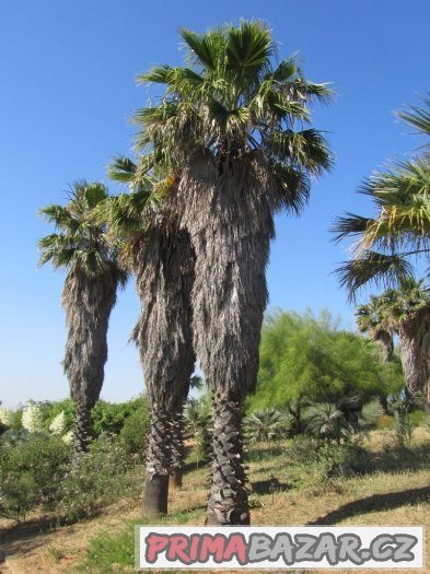 Palma Washingtonia filifera - semena 5 ks – fotografie 3