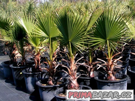 Palma Washingtonia filifera - semena 5 ks – fotografie 4