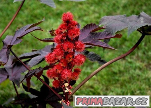 Skočec obecný (Ricinus communis) - semena 5ks – fotografie 1