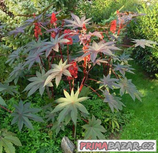 Skočec obecný (Ricinus communis) - semena 5ks – fotografie 2