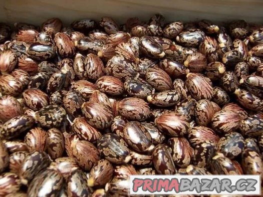 Skočec obecný (Ricinus communis) - semena 5ks – fotografie 3