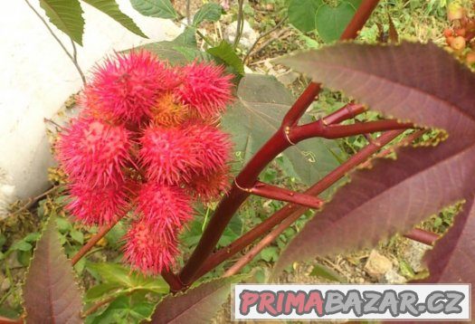 Skočec obecný (Ricinus communis) - semena 5ks – fotografie 4