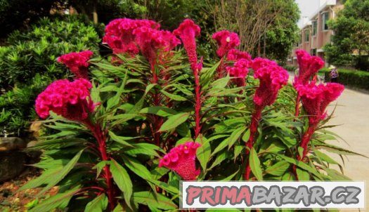 Nevadlec hřebenitý ( Celosia argentea ) - semena 50 ks – fotografie 2