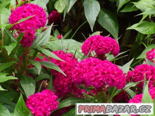Nevadlec hřebenitý ( Celosia argentea ) - semena 50 ks – fotografie 3