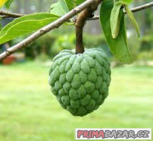 Annona squamosa ( anona šupinatá ) - semena 5 ks – fotografie 2