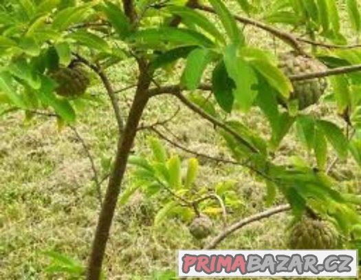 Annona squamosa ( anona šupinatá ) - semena 5 ks – fotografie 3
