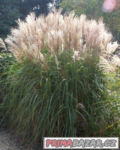 Ozdobnice čínská (Miscanthus sinensis) - semena 30 ks – fotografie 1