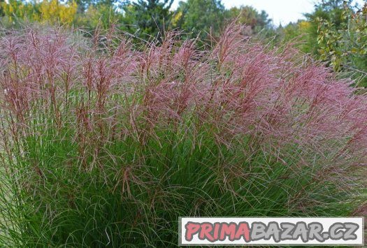 Ozdobnice čínská - rose - semena 30ks – fotografie 3
