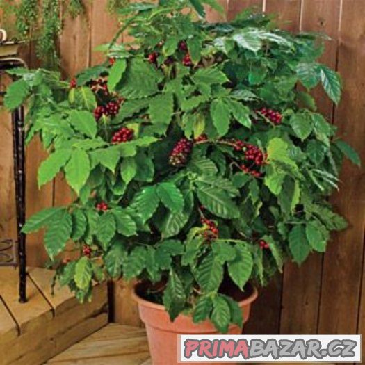 Kávovník arabský ( coffea arabica ) - semena 10 ks – fotografie 1