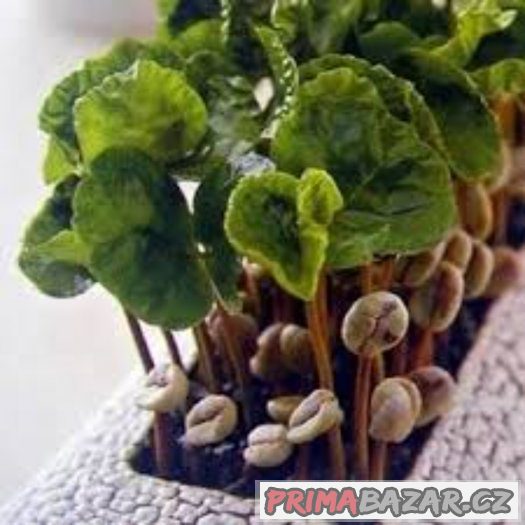 Kávovník arabský ( coffea arabica ) - semena 10 ks – fotografie 2