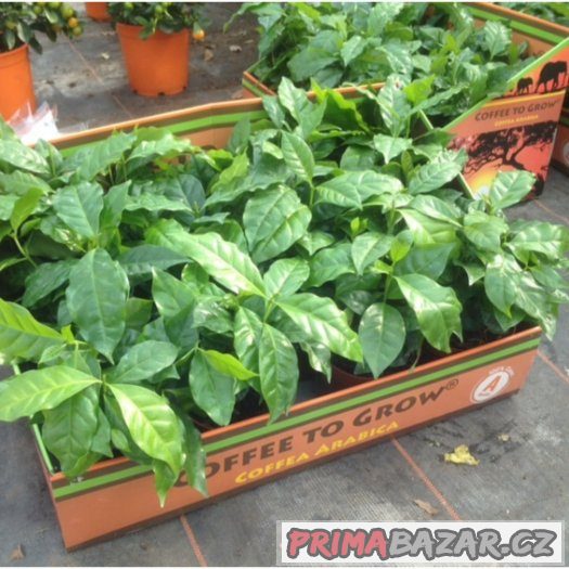 Kávovník arabský ( coffea arabica ) - semena 10 ks – fotografie 3