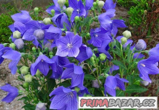 Eustoma modrá ( Jícnovka ) - semena 25 ks – fotografie 1