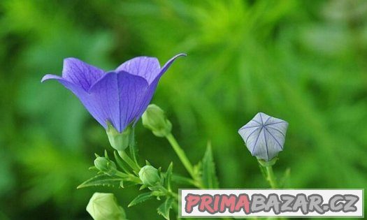 Eustoma modrá ( Jícnovka ) - semena 25 ks – fotografie 2