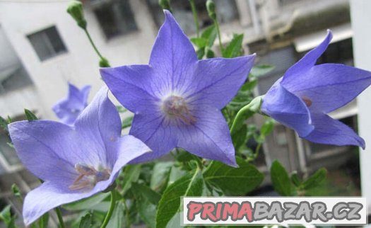 Eustoma modrá ( Jícnovka ) - semena 25 ks – fotografie 4