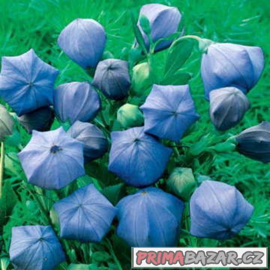 Eustoma modrá ( Jícnovka ) - semena 25 ks – fotografie 5