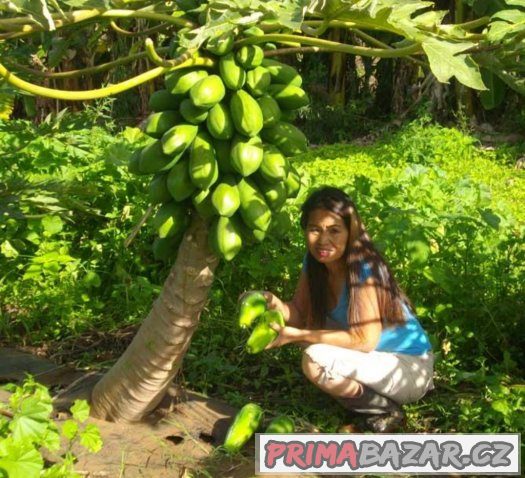 Papaya carica - semena 10 ks – fotografie 4