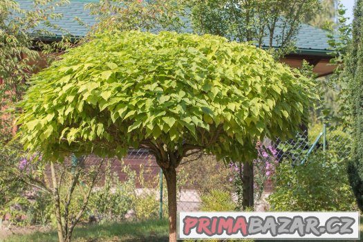 Katalpa trubačovitá - semena 30 ks – fotografie 1