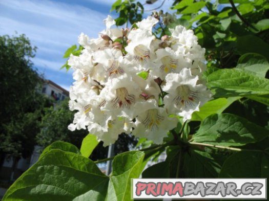 Katalpa trubačovitá - semena 30 ks – fotografie 5