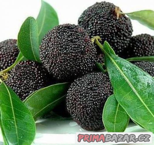 Myrica Rubra ( Voskovník ) černý - semena 5 ks – fotografie 1