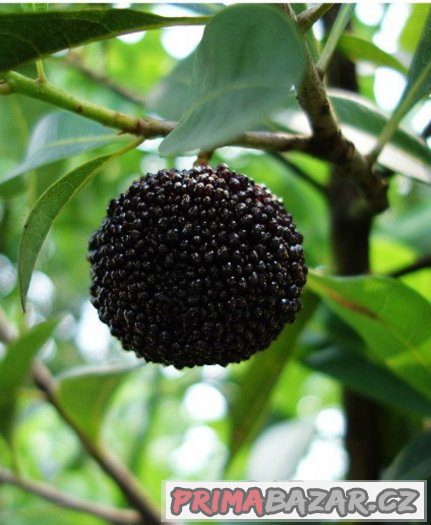 Myrica Rubra ( Voskovník ) černý - semena 5 ks – fotografie 2