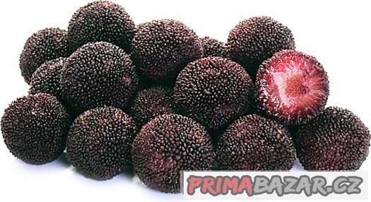 Myrica Rubra ( Voskovník ) černý - semena 5 ks – fotografie 3