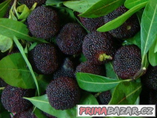 Myrica Rubra ( Voskovník ) černý - semena 5 ks – fotografie 4