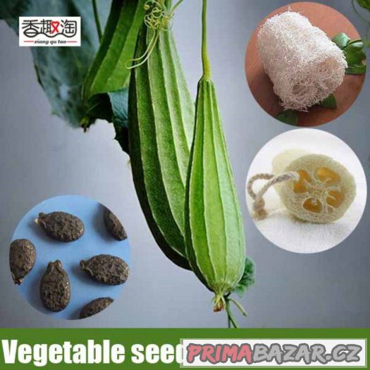 Lufa ( Luffa acutangula ) - semena 5 ks – fotografie 1