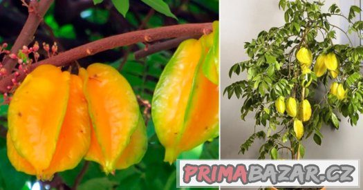 Karambola - semena 10 ks – fotografie 2