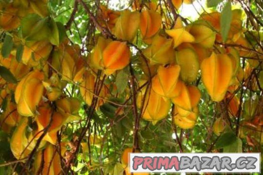 Karambola - semena 10 ks – fotografie 3
