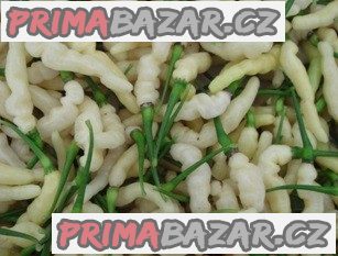 Chilli Aribibi Gusano - sazenice