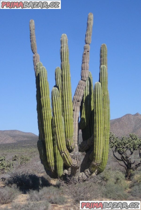Pachycereus pringlei - semena