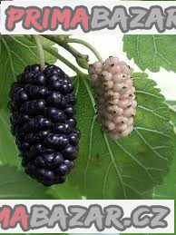Morus nigra - semena