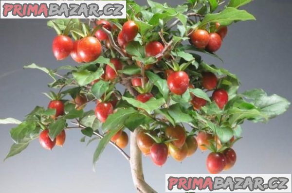 Diospyros Rhombifolia - stratifikovaná semena