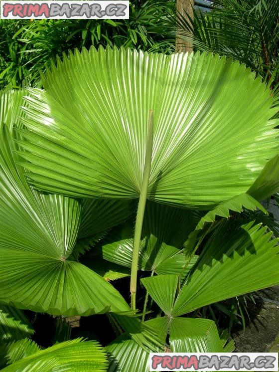Licuala Grandis - semena