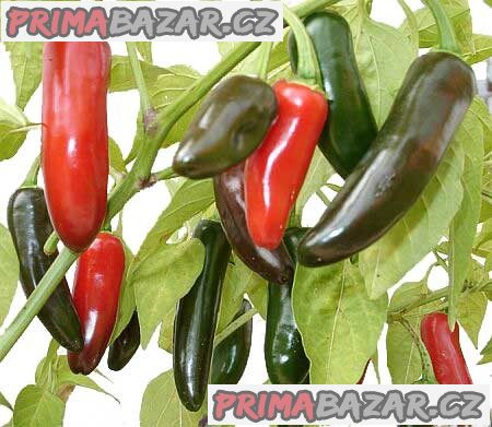 Chilli Jalapeňo - semena