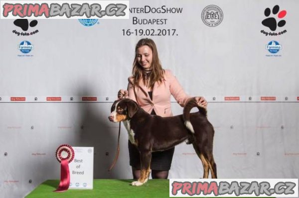 Appenzellský salašnícky pes – fotografie 1