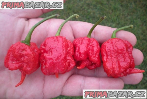 Chilli Carolina Reaper - sazenice