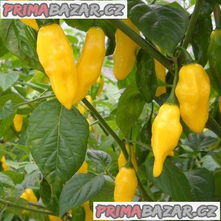 Chilli Neon Habanero - sazenice