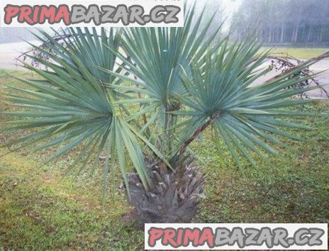 Sabal minor - naklíčená semena