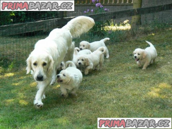 Golden retriever s PP - štěňata /zlatý retrívr/ – fotografie 1