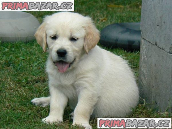 Golden retriever s PP - štěňata /zlatý retrívr/ – fotografie 3
