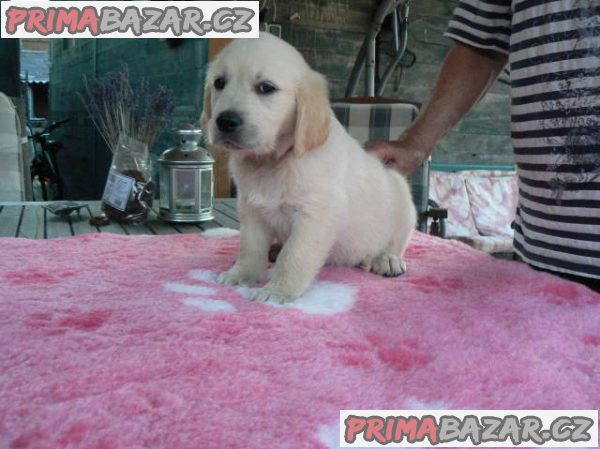 Golden retriever s PP - štěňata /zlatý retrívr/ – fotografie 4