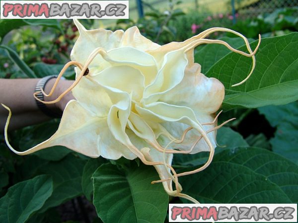 Brugmansia Summertime - řízky