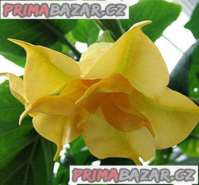 Brugmansia Goldface - řízky