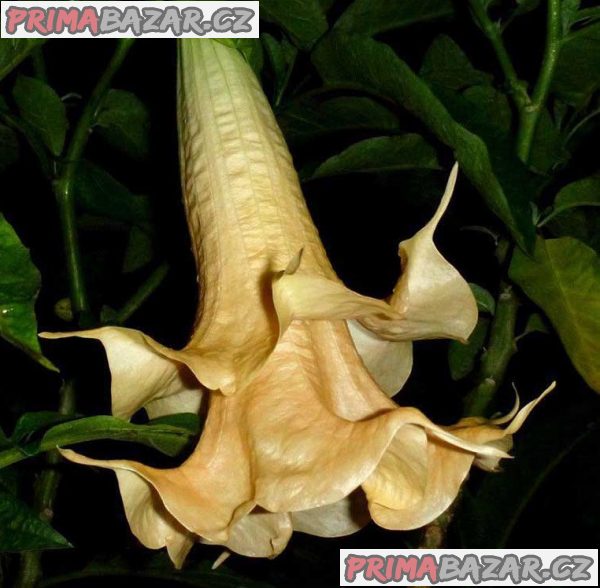 Brugmansia Daydream - řízky