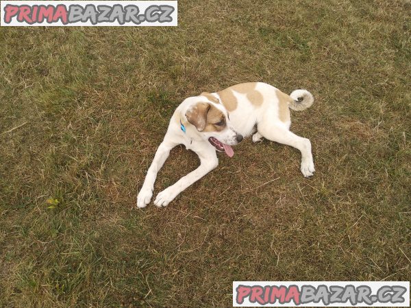 Středoasijský pastevecký pes – fotografie 3