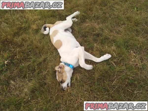 Středoasijský pastevecký pes – fotografie 5